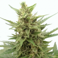 Screenshot 2020 07 20  Critical  Ogre   039  Big   039  N  Fast  039   Auto  Feminised  Cannabis  Seeds